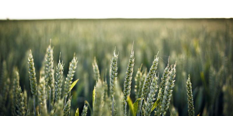 农业科技4.0：当数据分析与机器视觉重塑智慧农业新图景