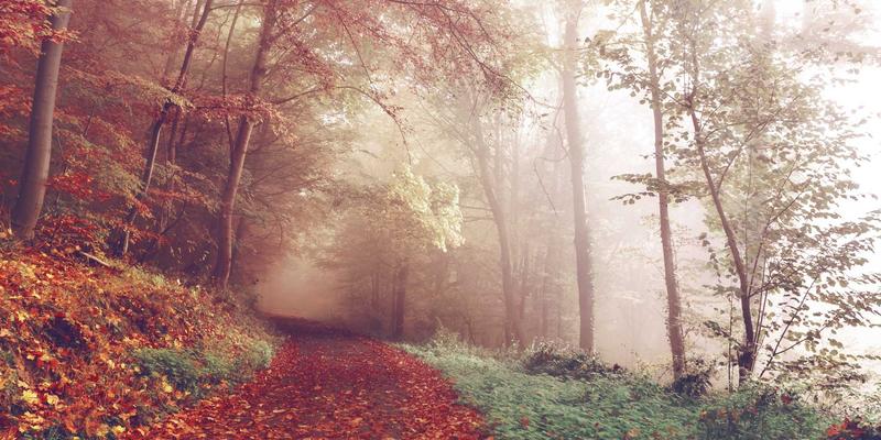 农业科技新篇章：作物监测如何驱动智慧农业与精准农业的变革