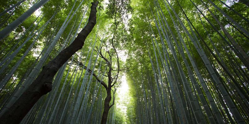 农业视觉：智慧农业的“眼睛”，如何重塑现代作物监测新范式