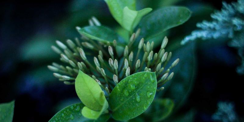 垂直农业如何重塑城市餐桌：农业科技、作物监测与数据分析的深度变革