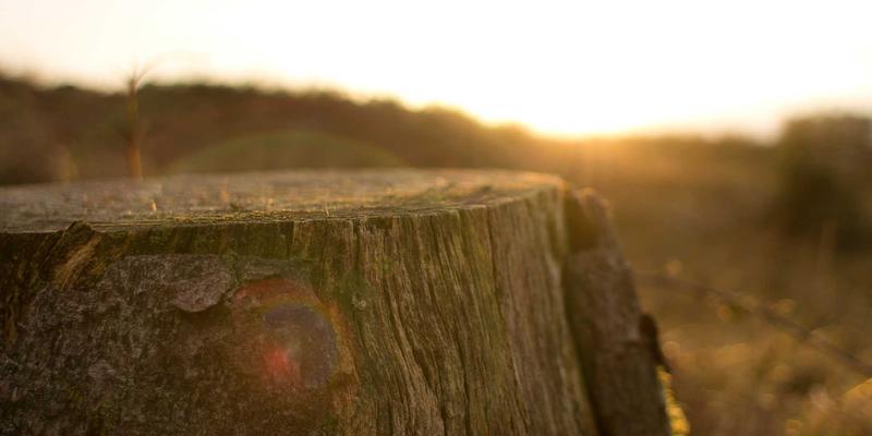 数字孪生技术：构建大型现代化农场全生命周期管理的智慧核心