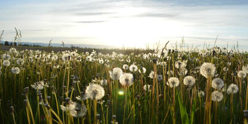 智慧农业新引擎：农业物联网平台数据中台如何通过作物监测与视觉技术赋能全产业链
