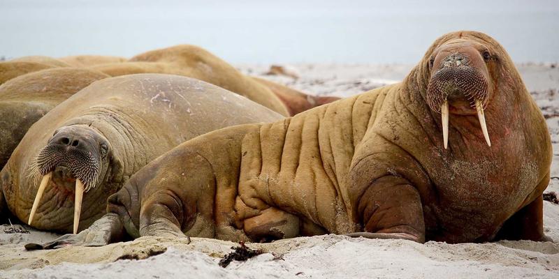 智慧农业新突破：低功耗广域网如何破解丘陵山区农业视觉信息传输难题